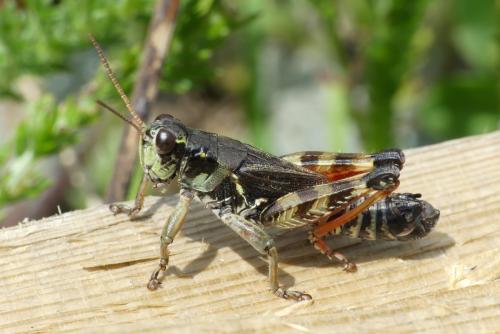 Réf. 213 299 : Bohemanella frigida frigida
